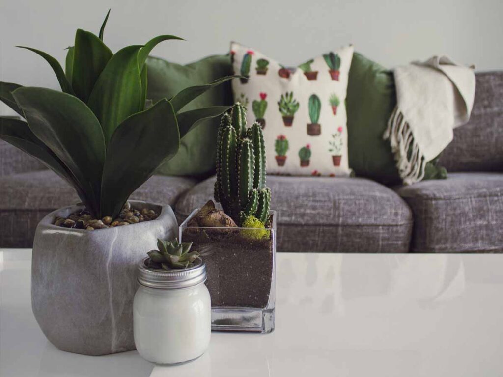 Cactusplant in een design woonkamer