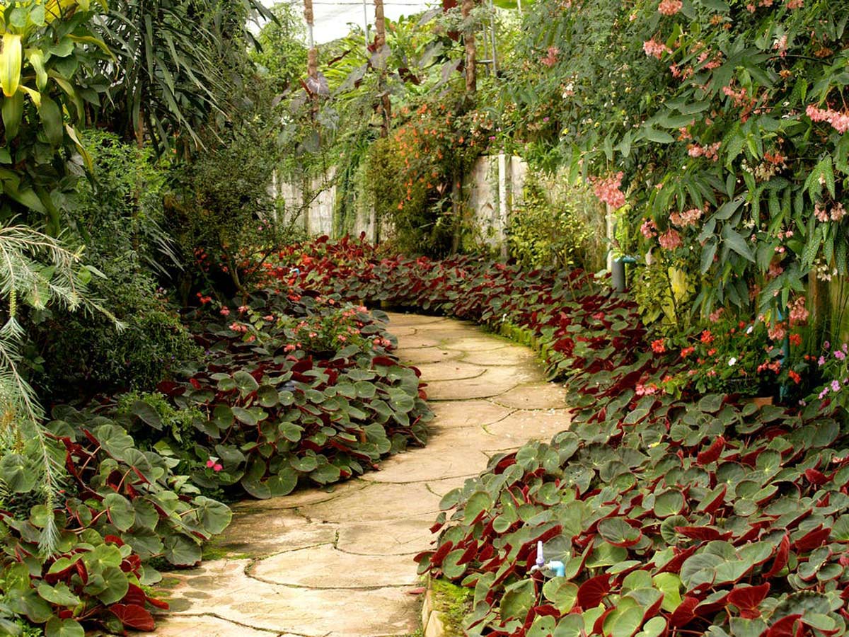 tropische tuin