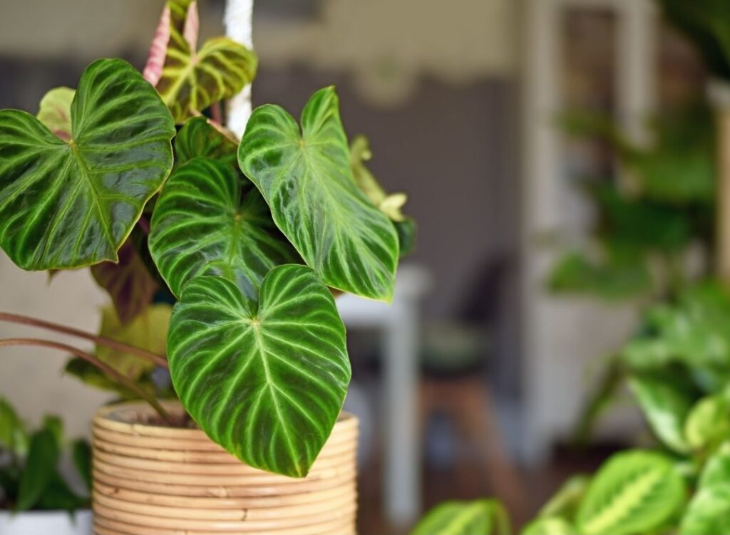 Philodendron